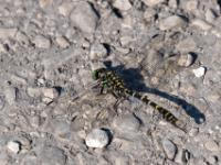 Kleine Zangenlibelle Männchen
